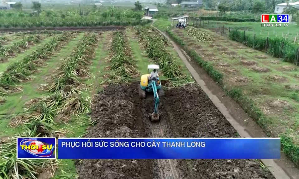 Phục hồi sức sống cho cây thanh long