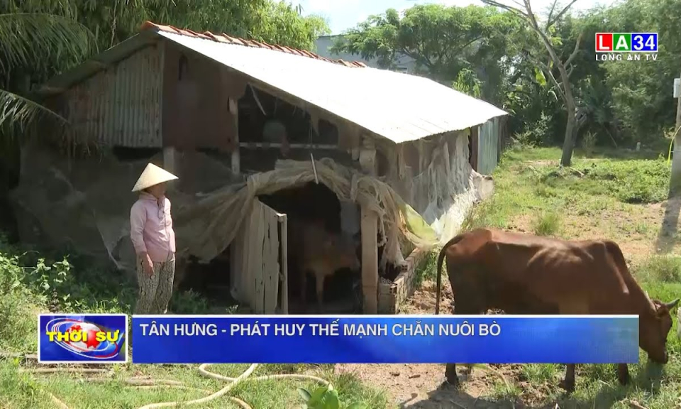 Tân Hưng: Phát huy thế mạnh chăn nuôi bò