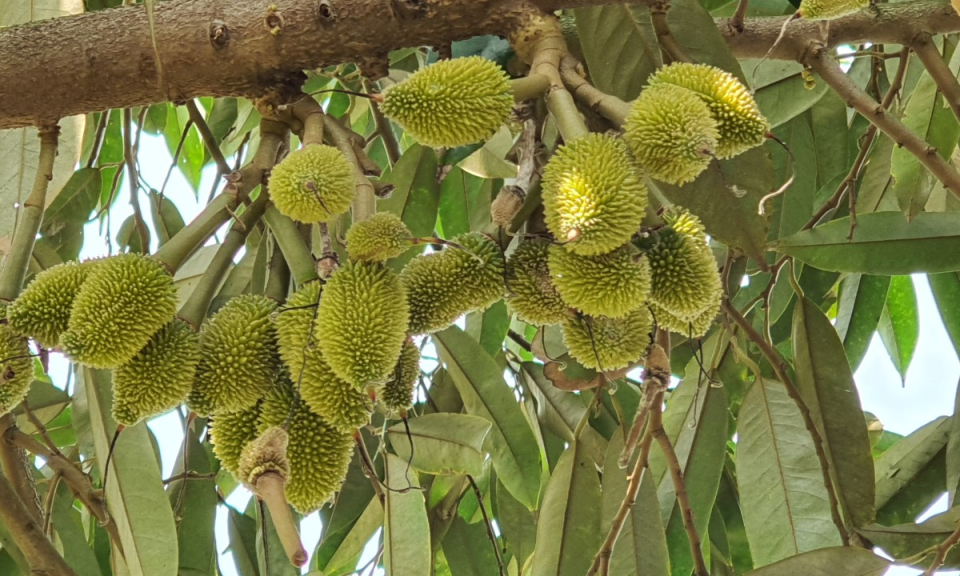 Tân Thạnh mô hình trồng sầu riêng thích ứng với biến đổi khí hậu