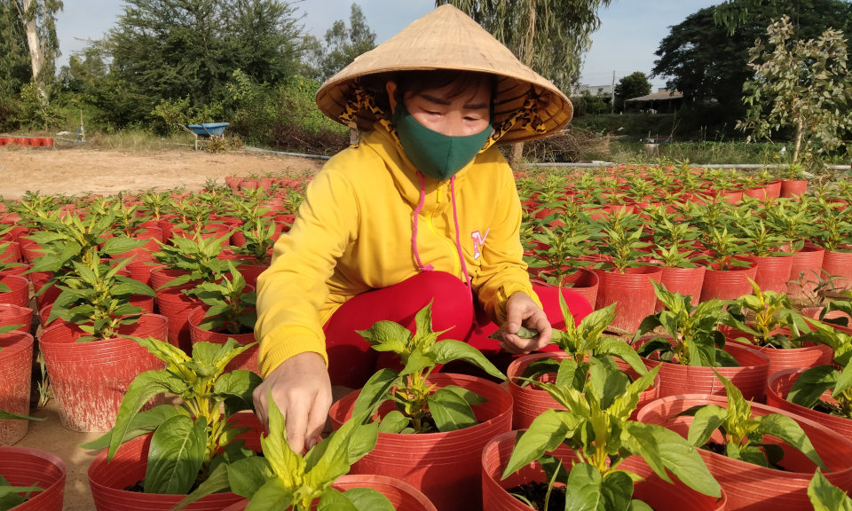 Tân Hưng: Nông dân tất bật vào vụ trồng hoa Tết