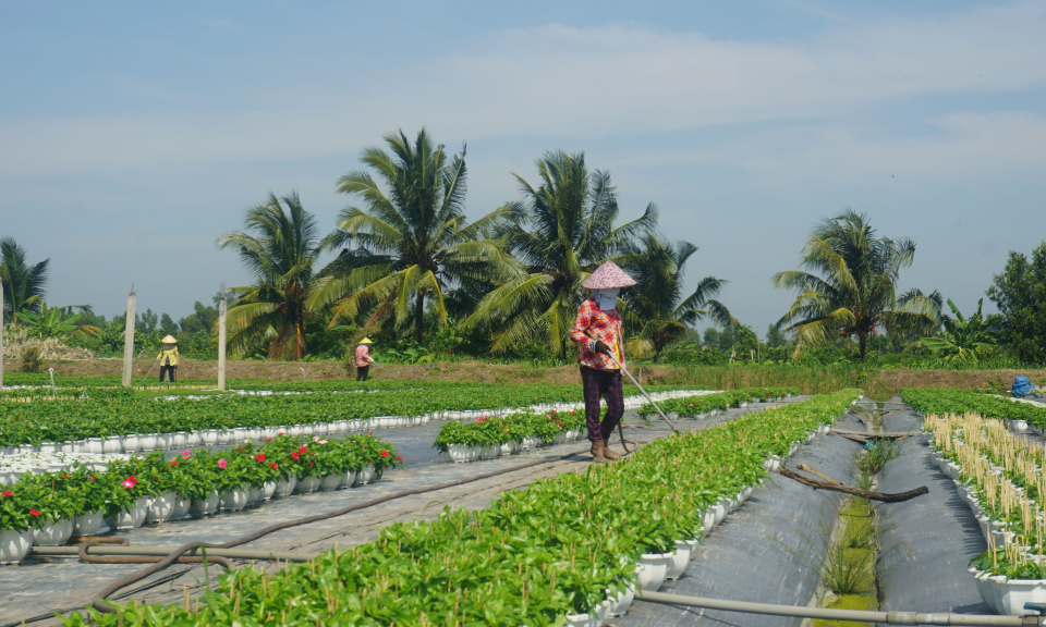 Bến Lức nông dân trồng hoa tất bật vào vụ Tết