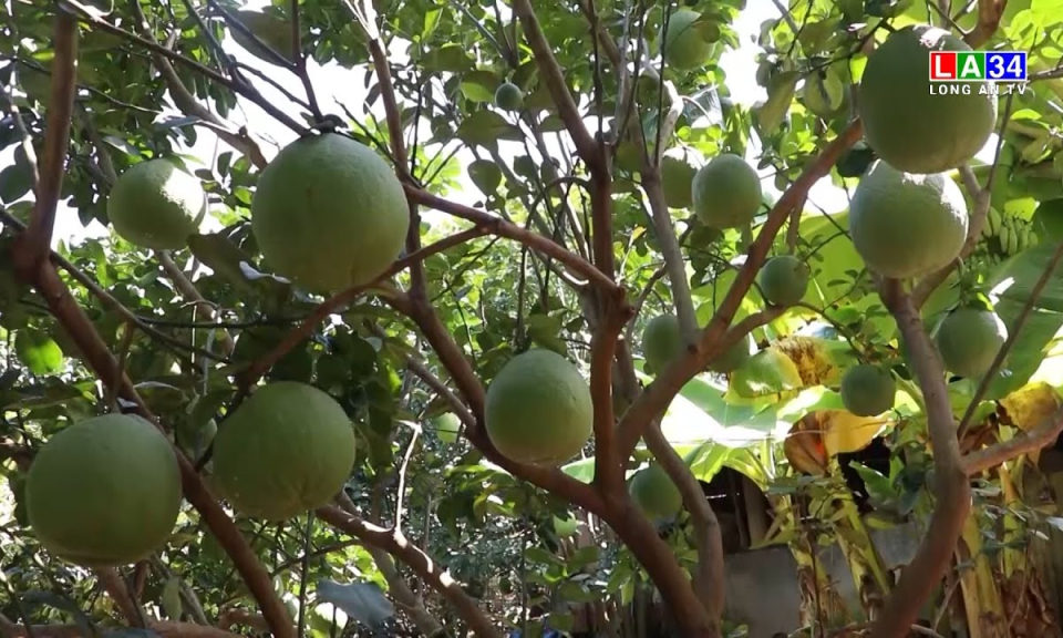 Nhà vườn chuẩn bị trái cây Tết