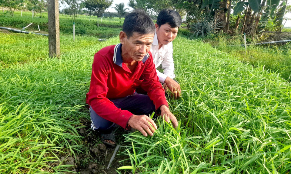 Tân Thạnh hiệu quả từ mô hình trồng rau sạch của ông Nguyễn Văn Tưởng