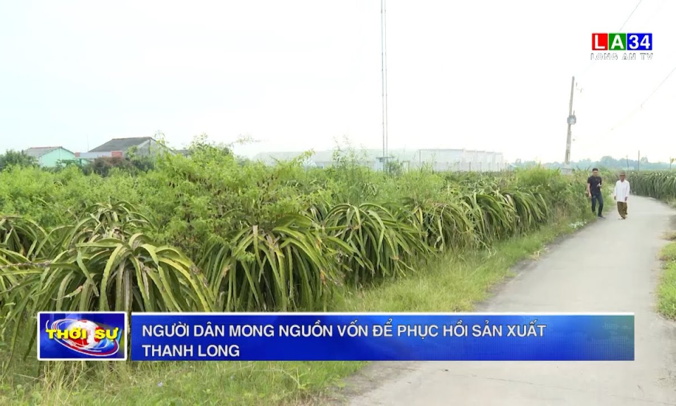 Người dân mong nguồn vốn để phục hồi sản xuất thanh long