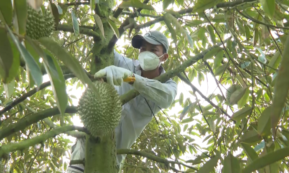 Năm 2023, Long An dự kiến chuyển đổi cơ cấu cây trồng, vật nuôi đối với hơn 10.300 ha đất lúa