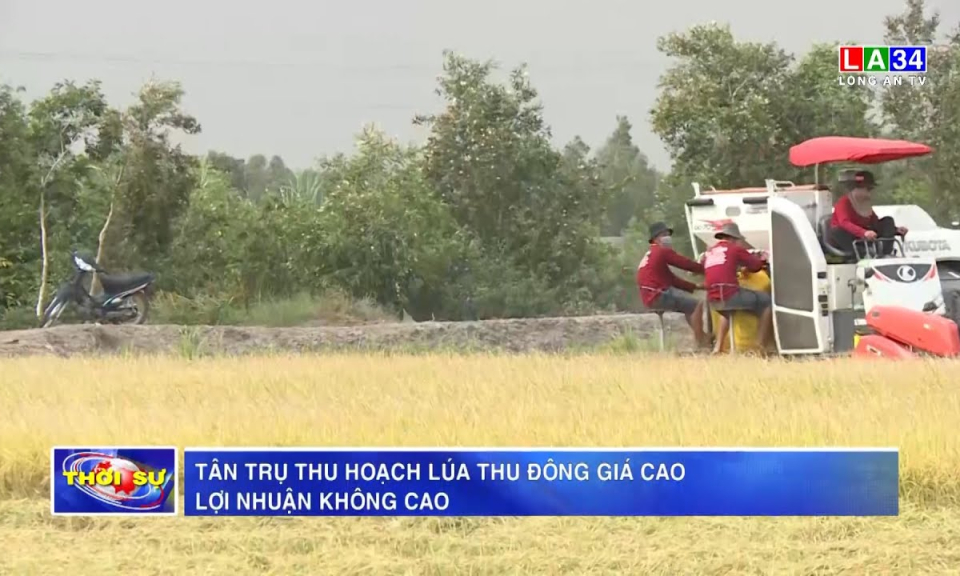 Tân Trụ thu hoạch lúa Thu Đông giá cao - lợi nhuận không cao