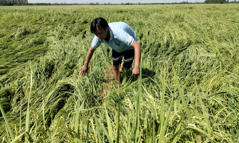 Tân Hưng hàng trăm ha lúa đông xuân bị đổ ngã do mưa