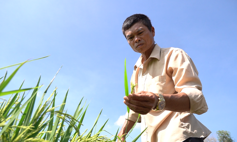 Giá lúa lên cao, nông dân tiếc nuối vì lỡ nhận cọc sớm