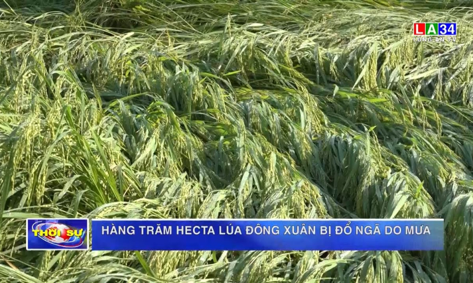 Hàng trăm hecta lúa Đông Xuân bị đổ ngã do mưa