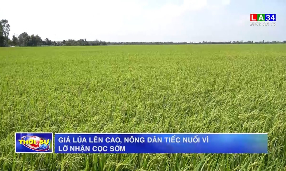 Giá lúa lên cao, nông dân tiếc nuối vì lỡ nhận cọc sớm