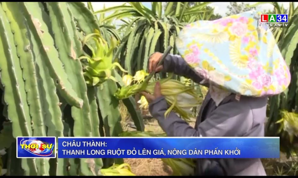 Châu Thành: Thanh long ruột đỏ lên giá, nông dân phấn khởi