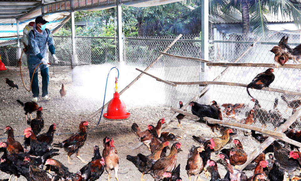 Cần Đước thực hiện tháng vệ sinh tiêu độc khử trùng môi trường chăn nuôi