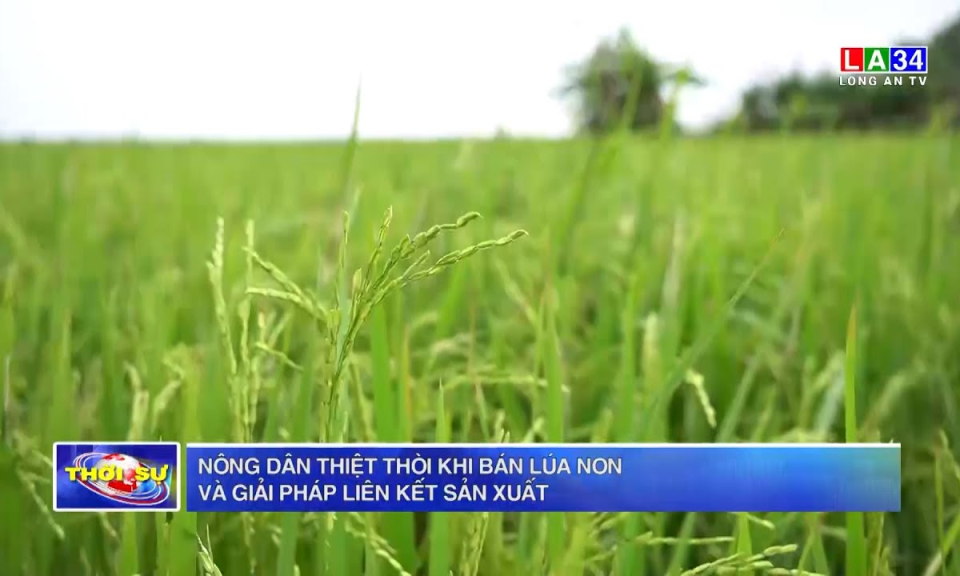 Nông dân thiệt thòi khi bán lúa non và giải pháp liên kết sản xuất 