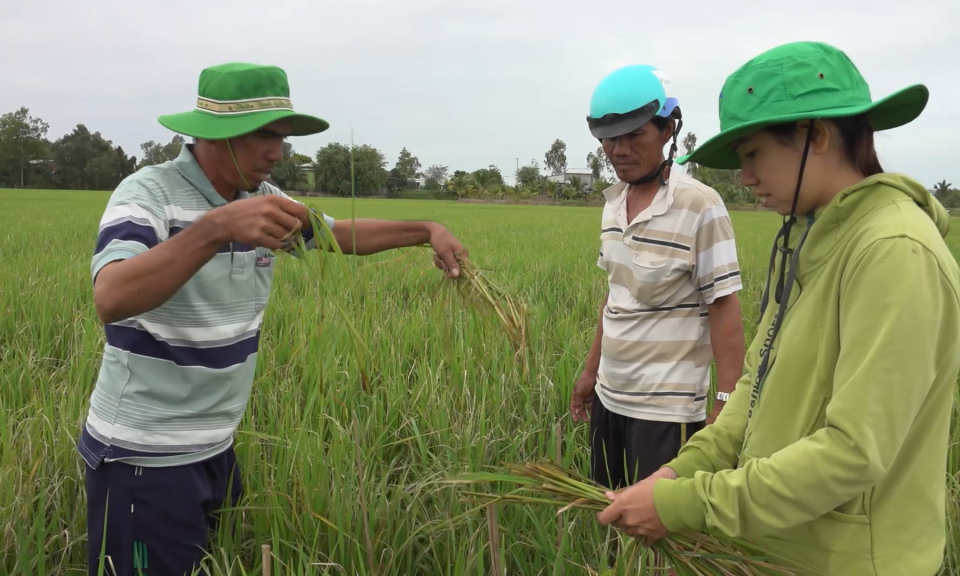 Tỉnh tổ chức lớp học quản lý dịch hại tổng hợp (IPM) trên cây lúa tại huyện Tân Hưng