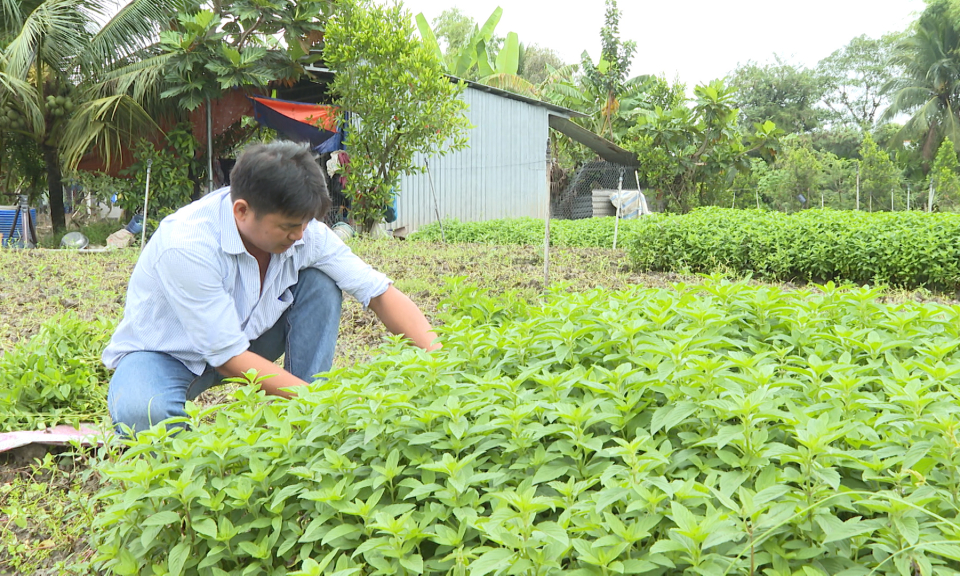 Hợp tác xã Phước Điền canh tác an toàn để phát triển bền vững