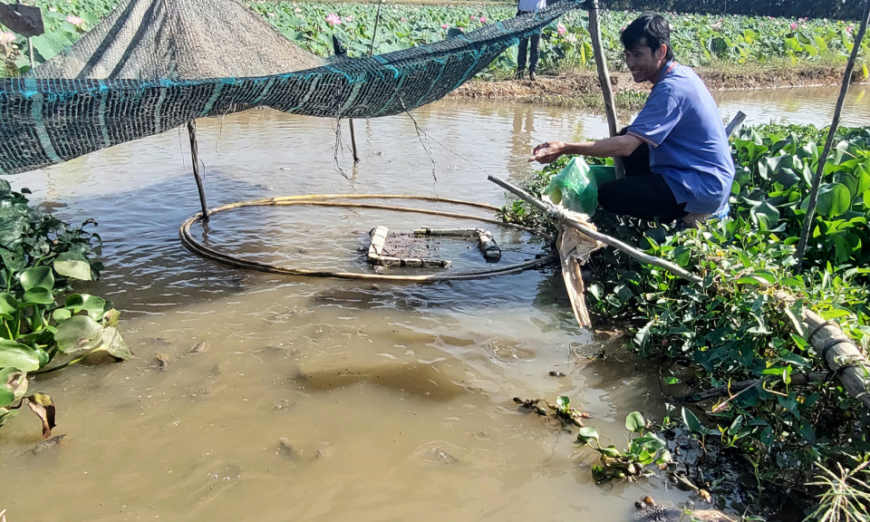 Tân Hưng nuôi cá xen canh trên ruộng lúa thu lợi nhuận gần 27 triệu đồng