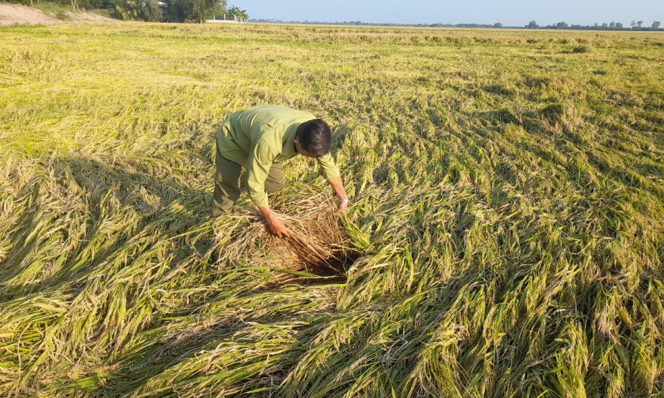 Tân Thạnh nhiều diện tích lúa Đông Xuân bị đổ ngã gậy thiệt hại cho nông dân