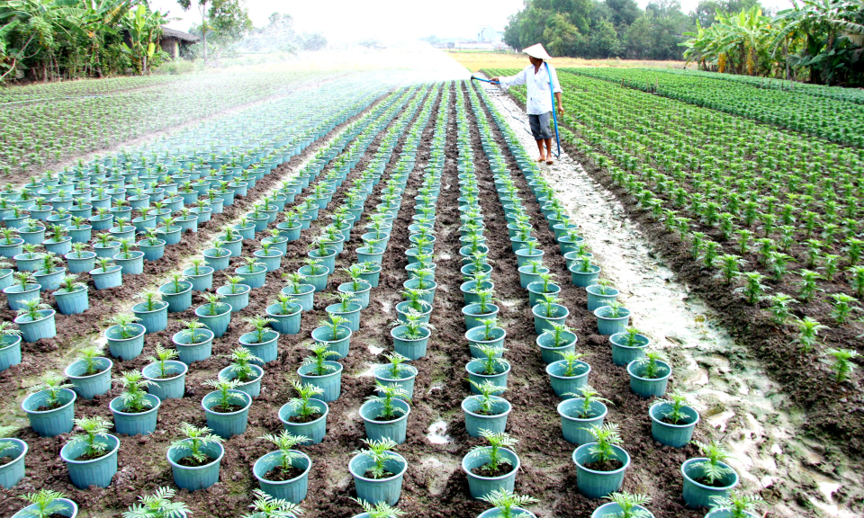 Cần Đước giảm diện tích trồng hoa phục vụ Tết Nguyên đán