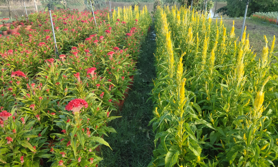 Tân Hưng nông dân tích cực chăm sóc hoa cung ứng thị trường Tết