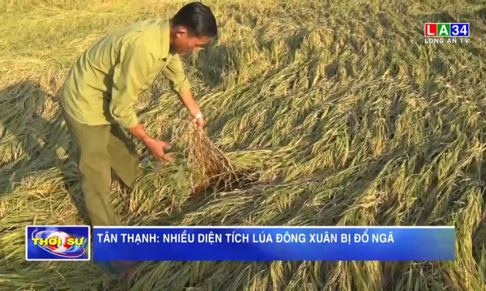 Tân Thạnh: Nhiều diện tích lúa Đông Xuân bị đổ ngã