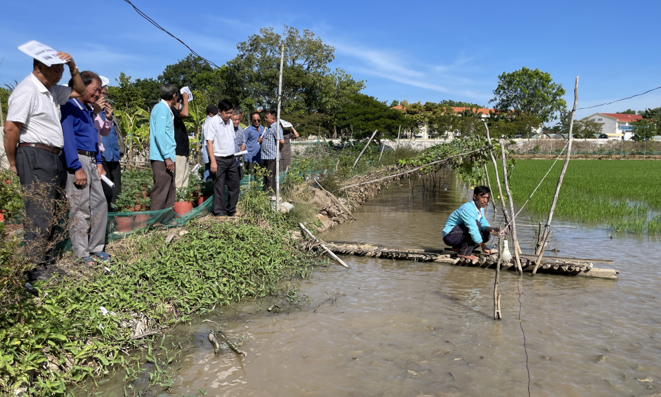 Tổng kết mô hình nuôi cá xen canh trên ruộng lúa tại thị trấn Tân Hưng