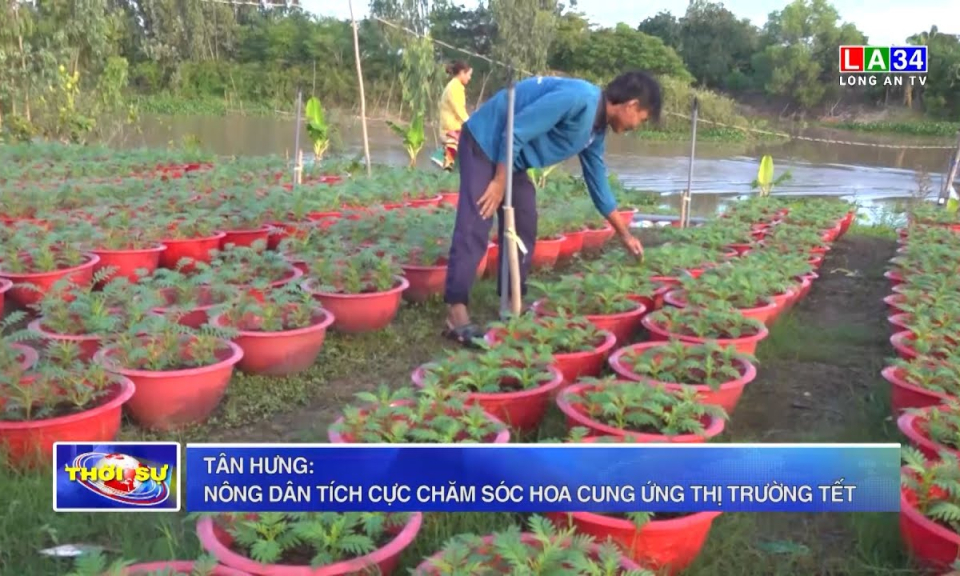 Tân Hưng: Nông dân tích cực chăm sóc hoa cung ứng thị trường Tết