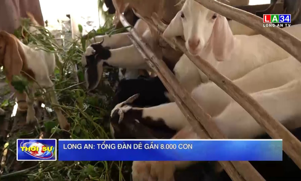Long An: tổng đàn dê gần 8.000 con