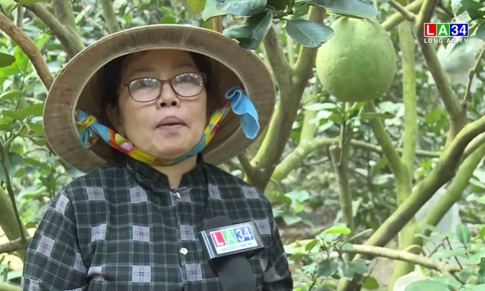 Nông dân trồng bưởi hữu cơ phục vụ thị trường Tết Nguyên đán