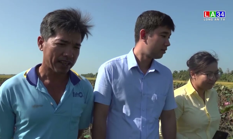 Tân Hưng: Hiệu quả từ mô hình nuôi cá xen canh trên ruộng lúa