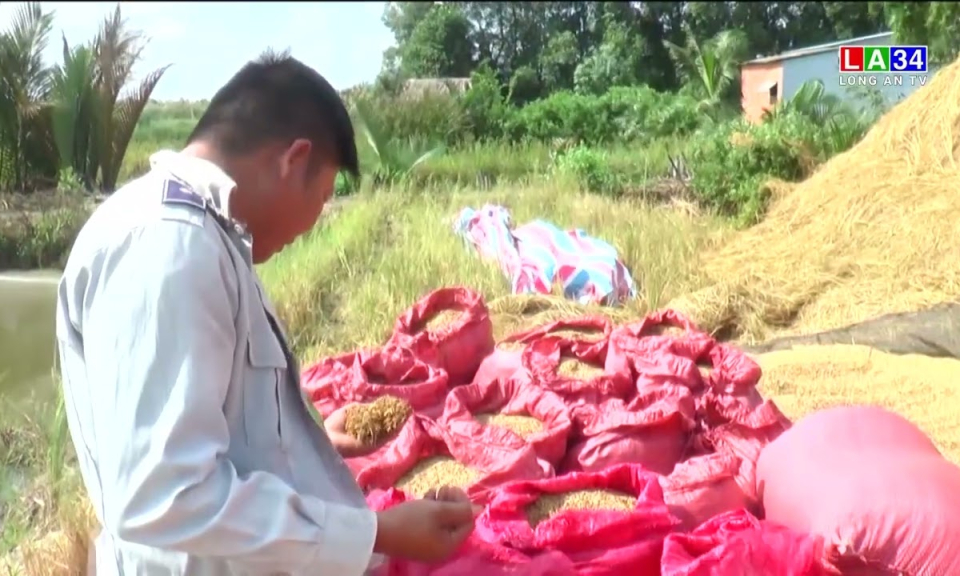 Giá lúa lập đỉnh, nông dân lãi to