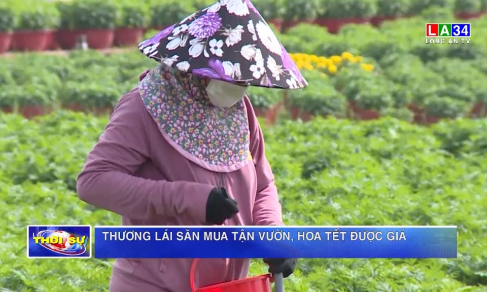 Thương lái săn mua tận vườn, hoa Tết được giá