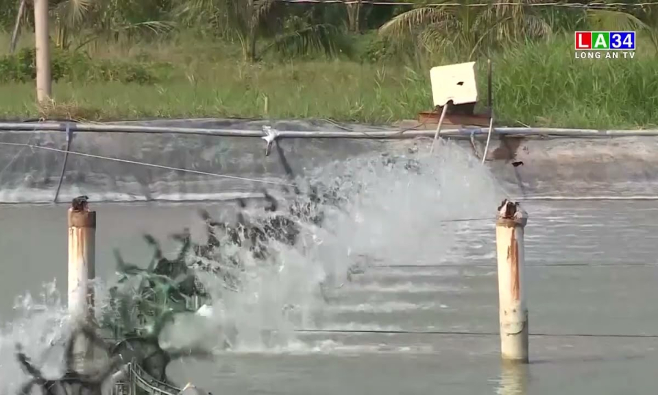 Long An: Diện tích và năng suất con tôm tăng so với cùng kỳ