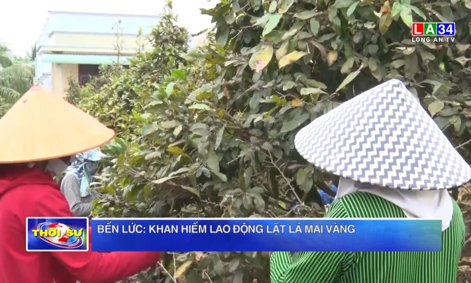 Bến Lức: Khan hiếm lao động lặt lá mai vàng