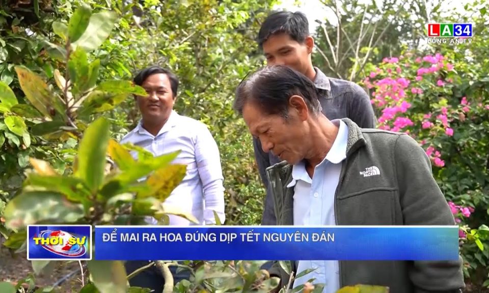 Để mai ra hoa đúng dịp Tết Nguyên đán