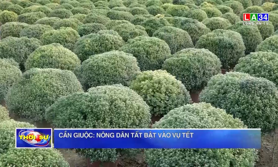 Cần Giuộc: Nông dân tất bật vào vụ Tết