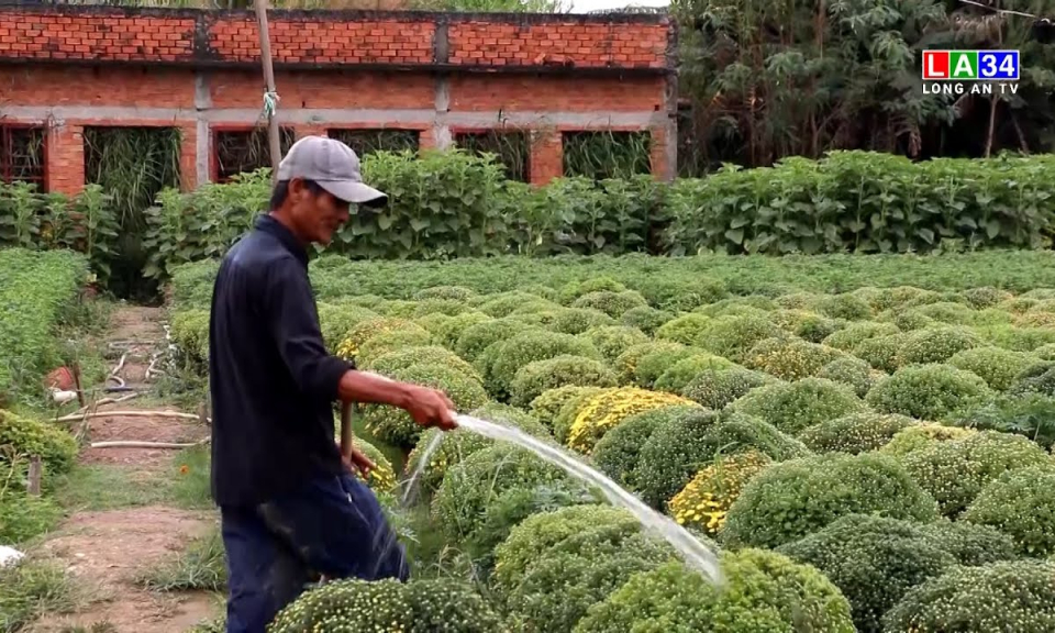 Cần Giuộc: Hoa Tết sẵn sàng phục vụ thị trường