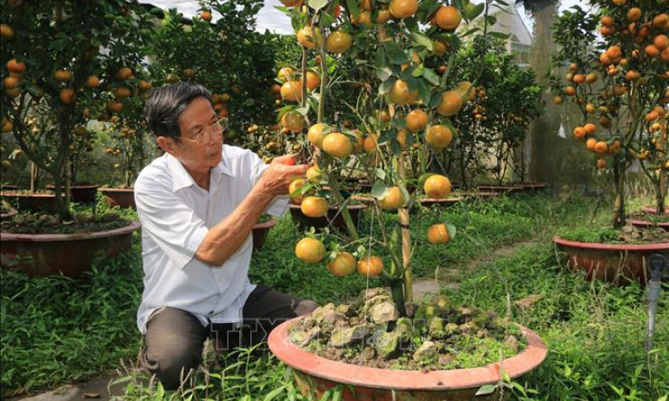 Quýt hồng Lai Vung lên chậu phục vụ thị trường Tết