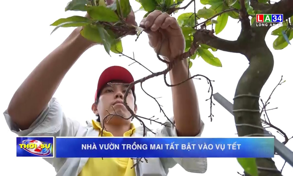 Nhà vườn trồng mai tất bật vào vụ Tết