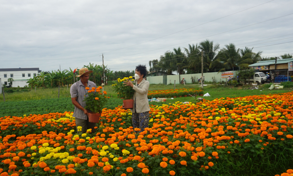 Bến Lức niềm vui của những người trồng hoa Tết
