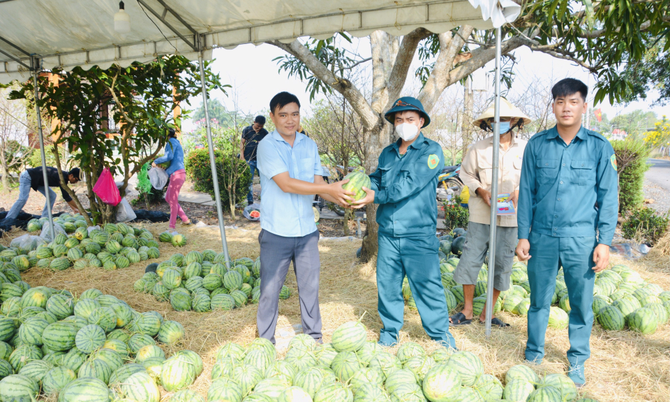 Cần Giuộc nông dân thu hoạch dưa hấu Tết
