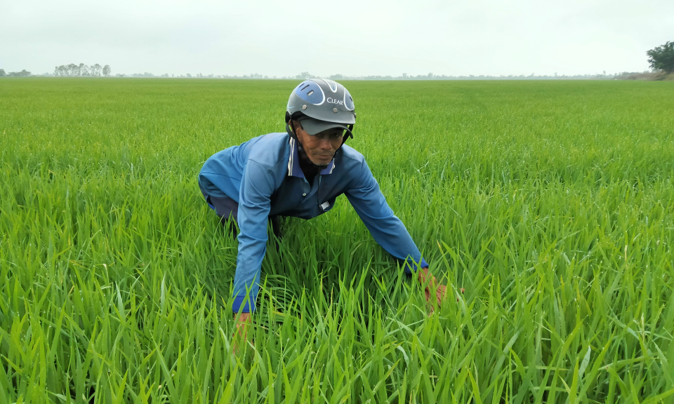 Tân Hưng: Nông dân vui xuân, đón Tết nhưng không quên chăm sóc đồng ruộng