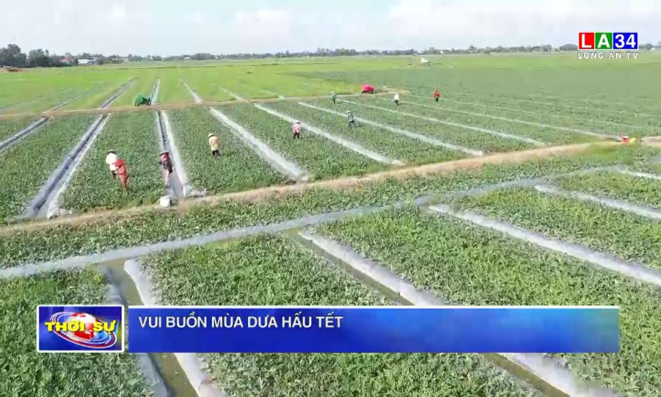 Vui buồn mùa dưa hấu Tết