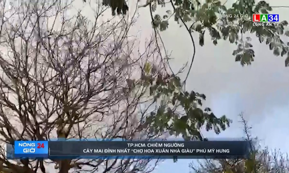 Chiêm ngưỡng cây mai đỉnh nhất "chợ hoa xuân nhà giàu" Phú Mỹ Hưng