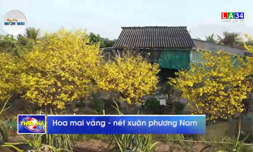 Hoa mai vàng- Nét Xuân phương Nam