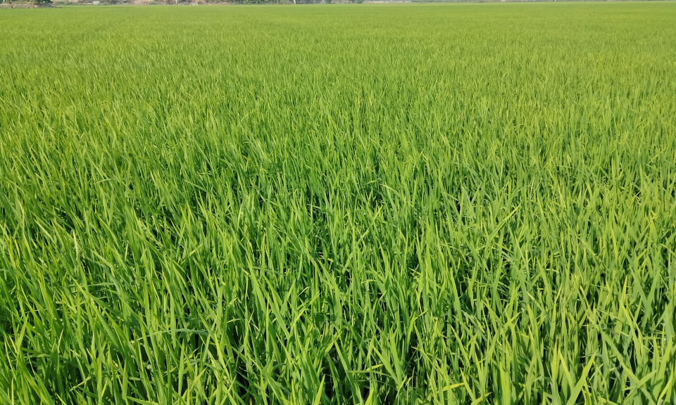 Nông dân Tân Hưng chủ động thăm đồng sau Tết