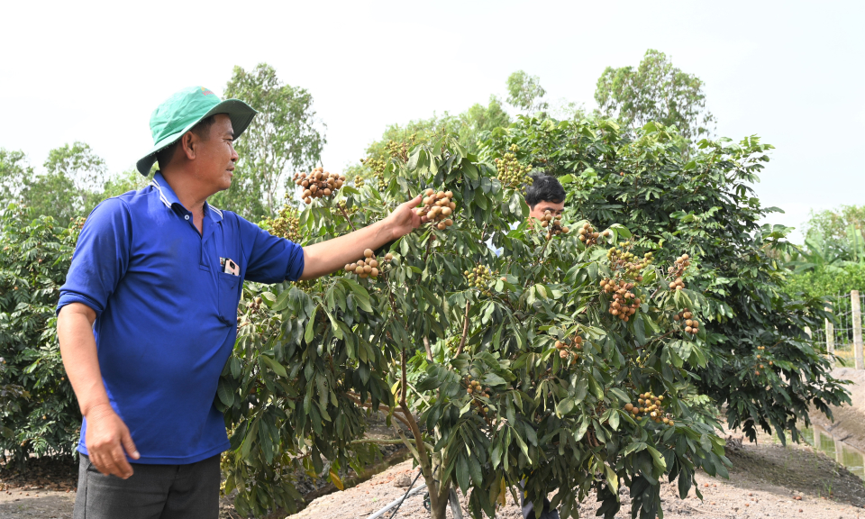 Nông nghiệp huyện Bến Lức: “Đa cây” để thích ứng với thị trường