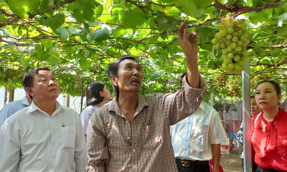Hội Nông dân thành phố Tân An tham quan, học tập kinh nghiệm mô hình trồng nho trong nhà kính