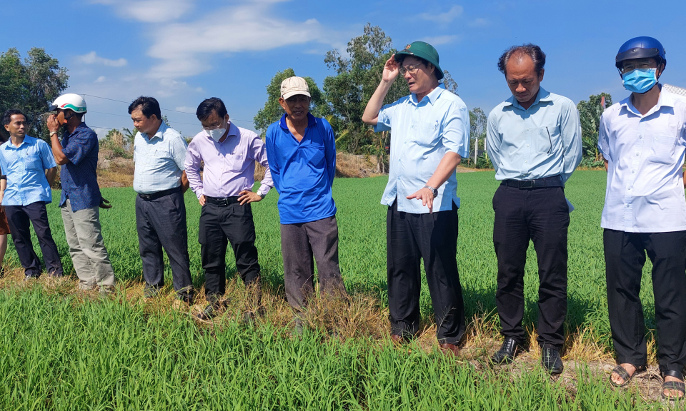 Bí thư Huyện ủy Tân Hưng kiểm tra tình hình sản xuất vùng lúa ứng dụng công nghệ cao