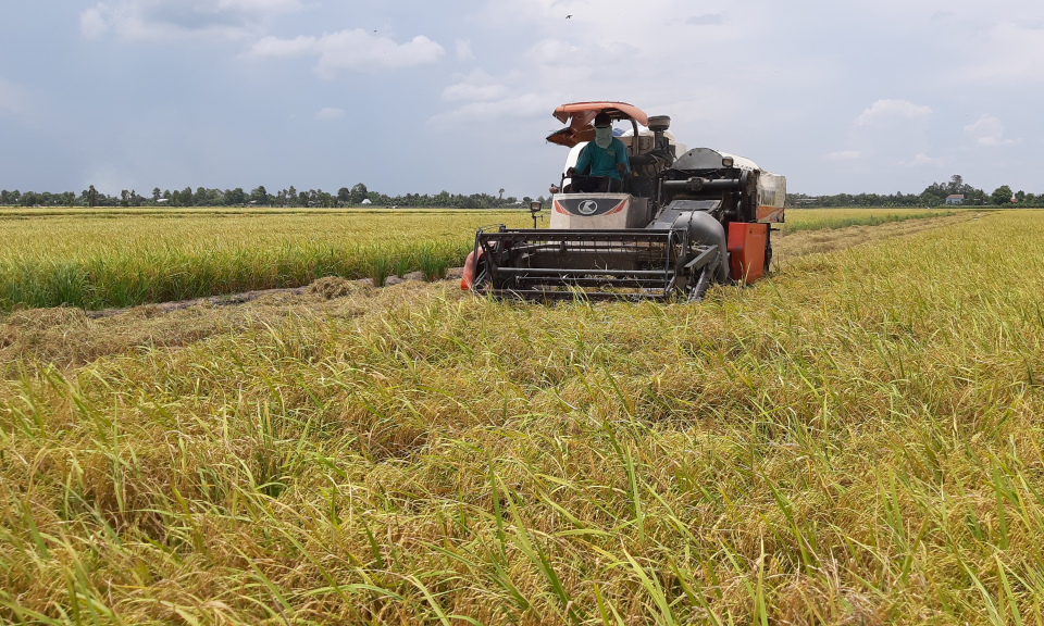 Tân Thạnh thu hoach 25.500 ha lúa lúa Đông xuân