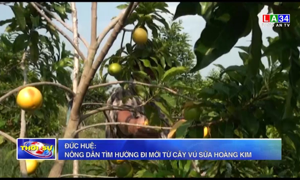 Đức Huệ: Nông dân tìm hướng đi mới từ cây vú sữa Hoàng Kim